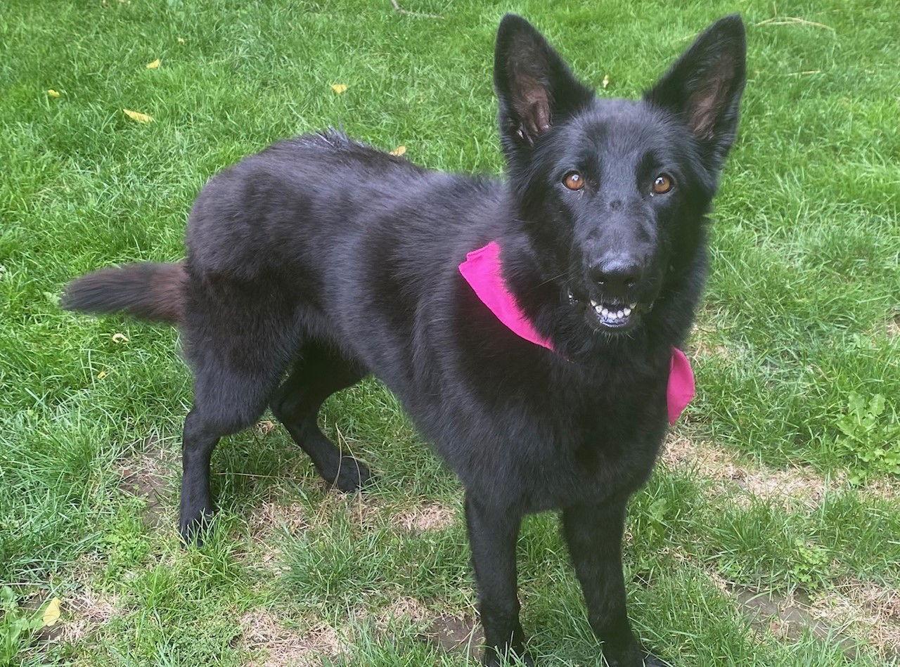 Nezhonic, Adoptable, Adult Female Shepherd & German Shepherd Dog.