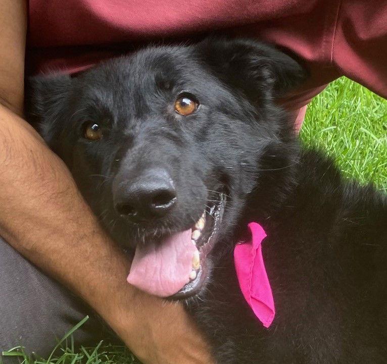 Nezhonic, a Adoptable mixed breed in San Jose, CA image 2/3