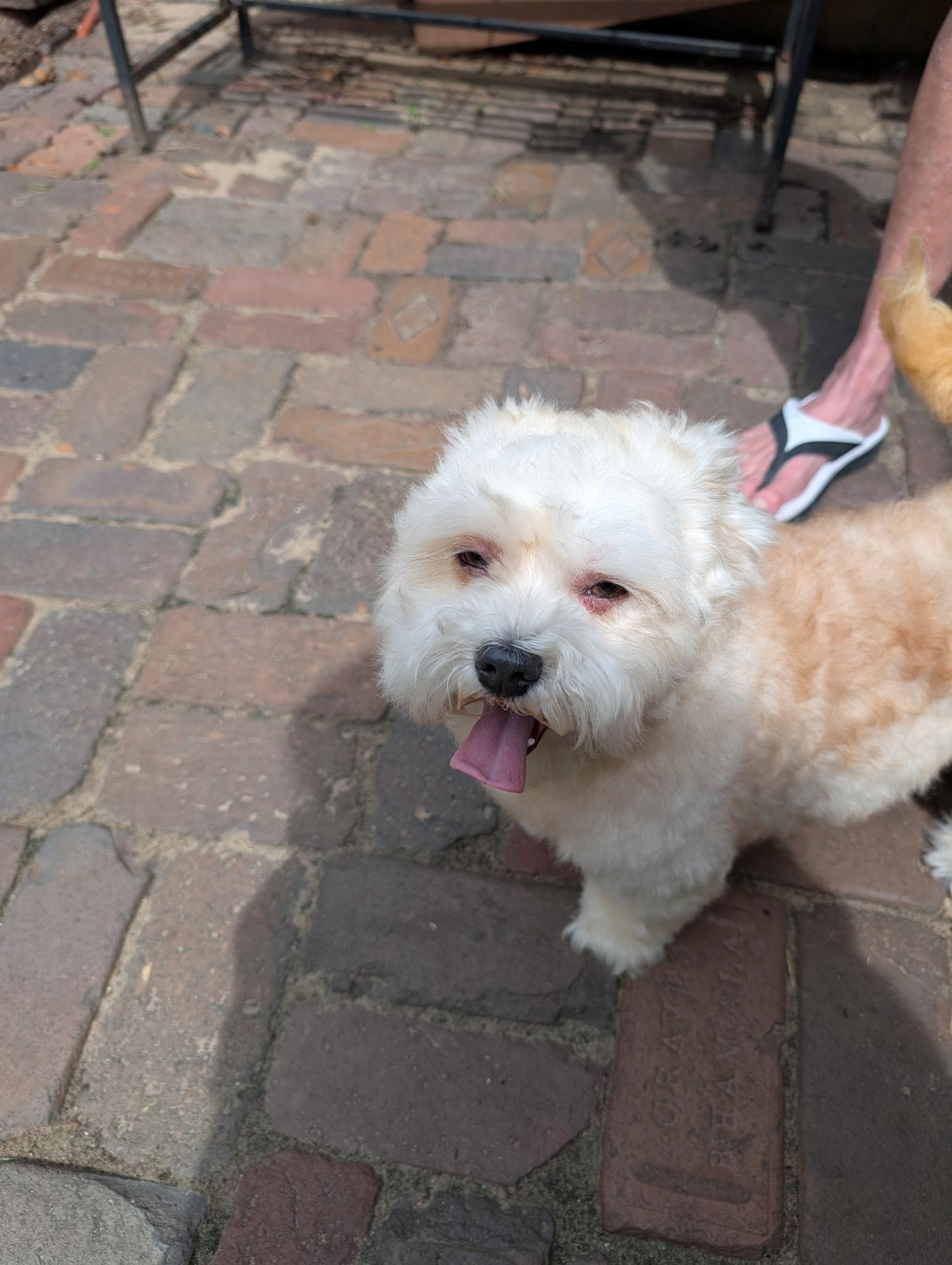 Mayari in FL, an adoptable Havanese in Wilton Manors, FL, 33305 | Photo Image 1