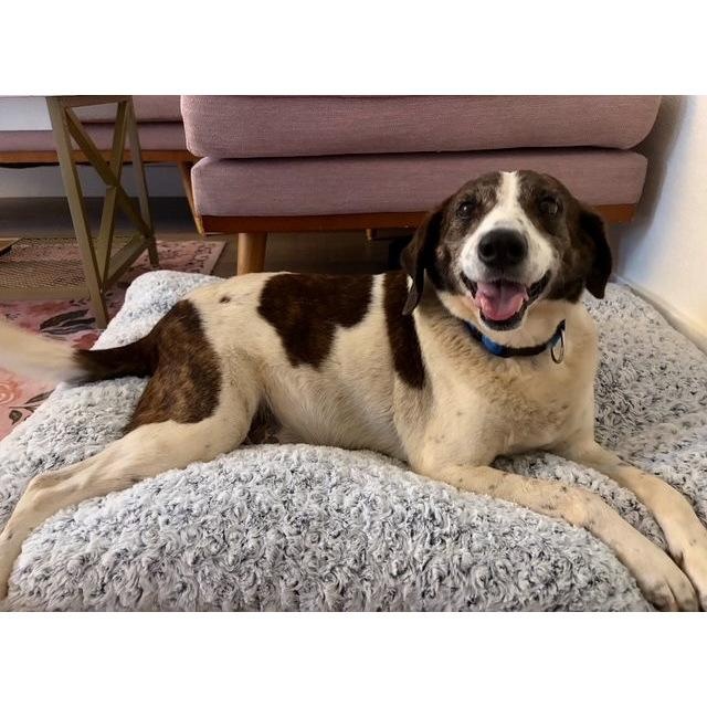 Enlarge Roomie, a ADOPTABLE mixed breed in Denver, CO image 1/1
