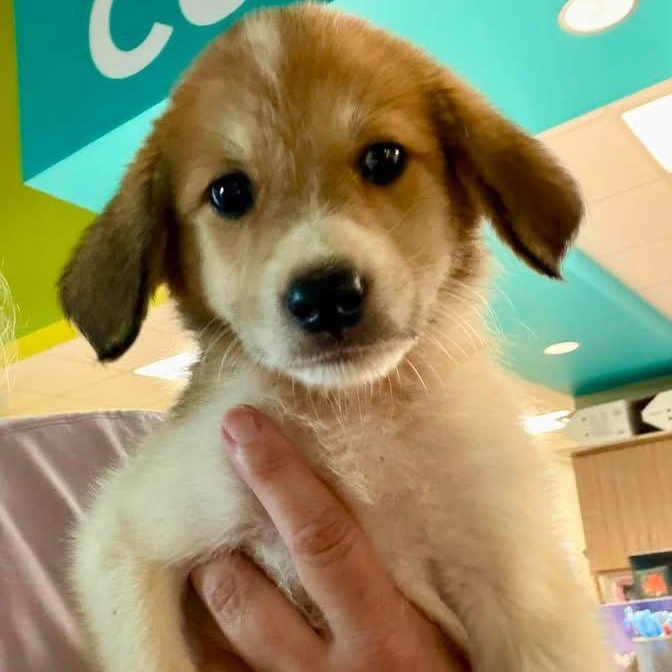 Amara, Adoptable, Puppy Female Golden Retriever & Border Collie.