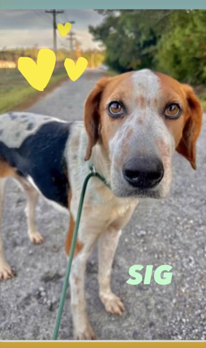 Sig, an adoptable Mixed Breed in Georgetown, SC, 29440 | Photo Image 1