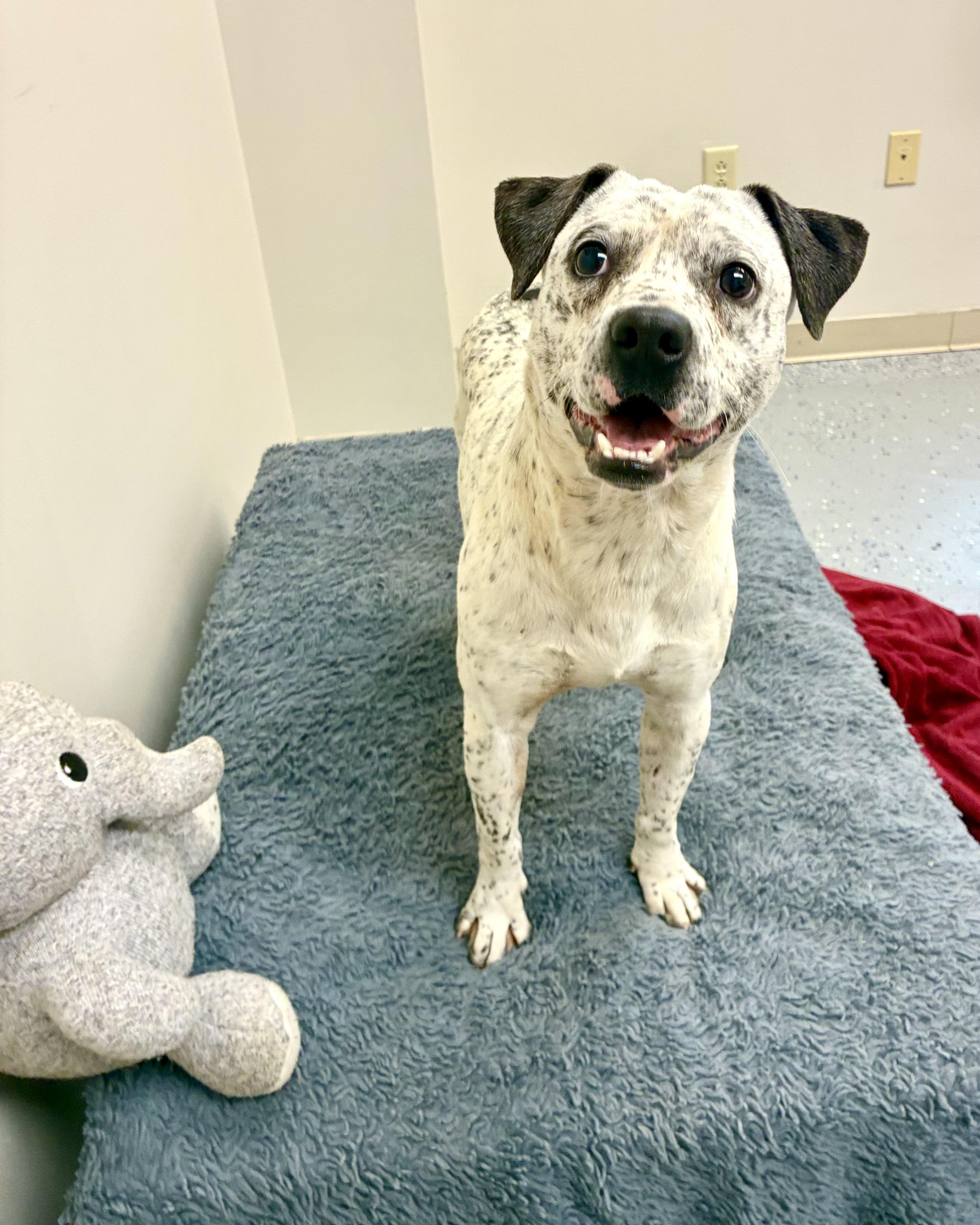 Pongo, Adoptable, Adult Male Australian Cattle Dog / Blue Heeler.