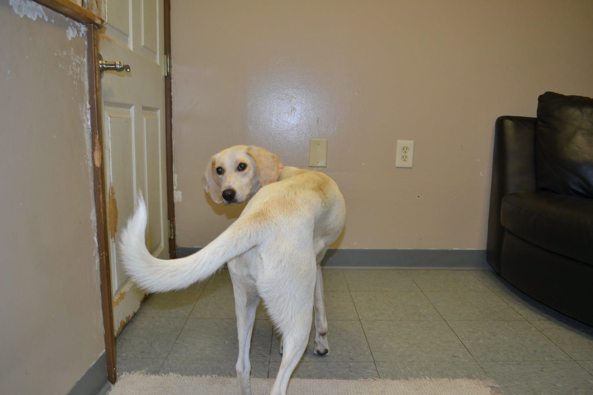 Holly, a ADOPTABLE mixed breed in Chardon, OH image 4/4