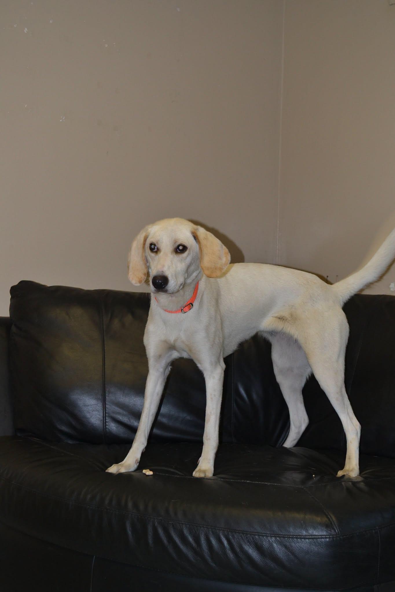 Holly, a ADOPTABLE mixed breed in Chardon, OH image 3/4