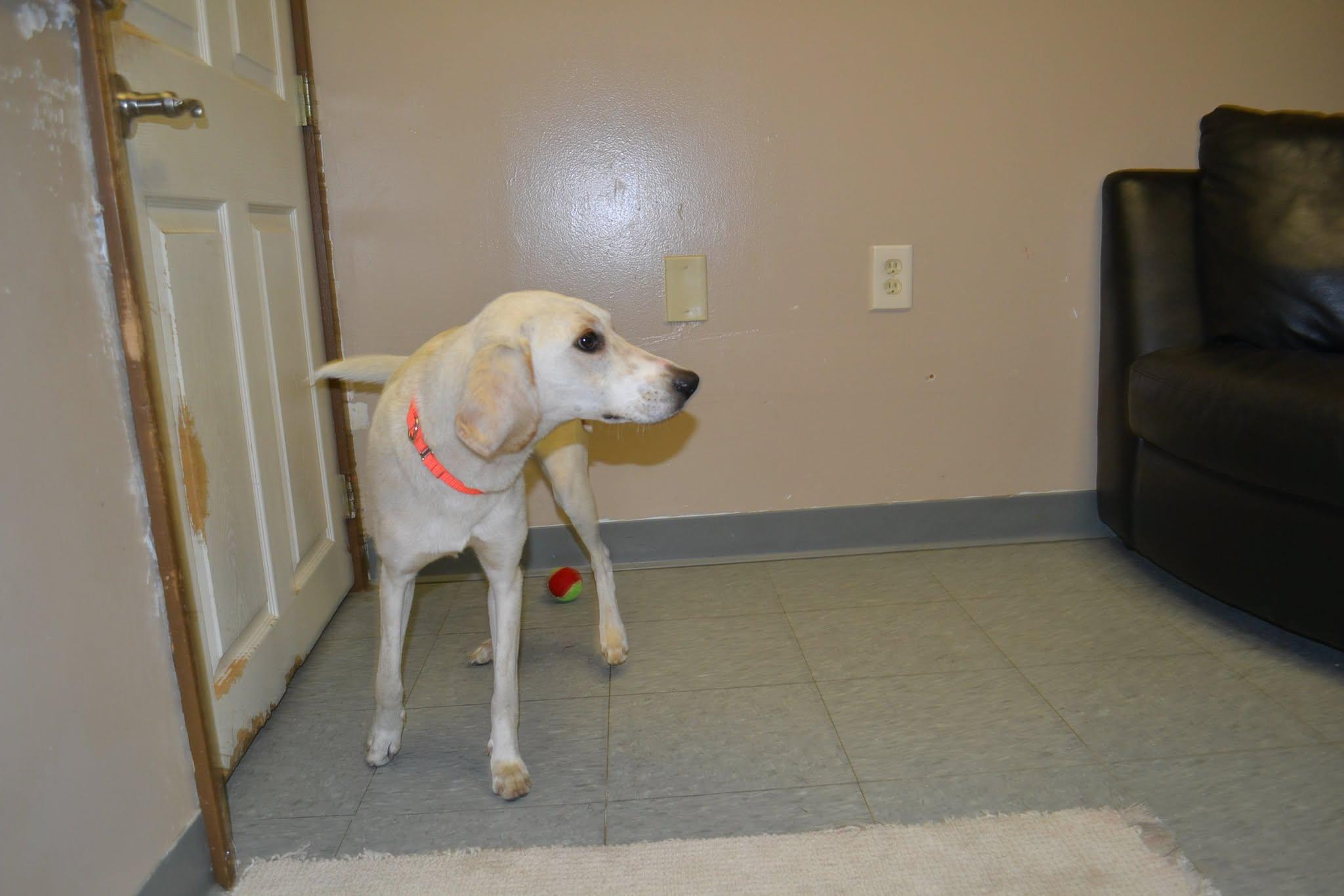 Holly, a ADOPTABLE mixed breed in Chardon, OH image 2/4
