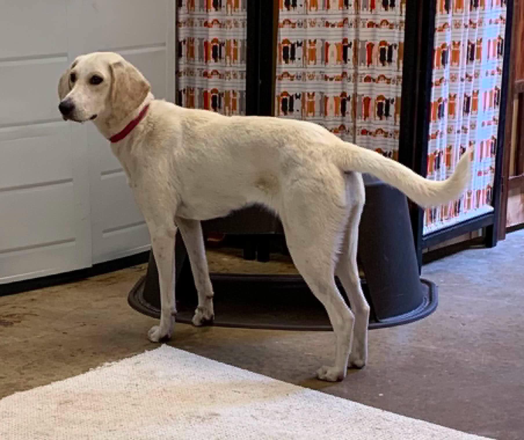 Holly, a ADOPTABLE mixed breed in Chardon, OH image 1/4