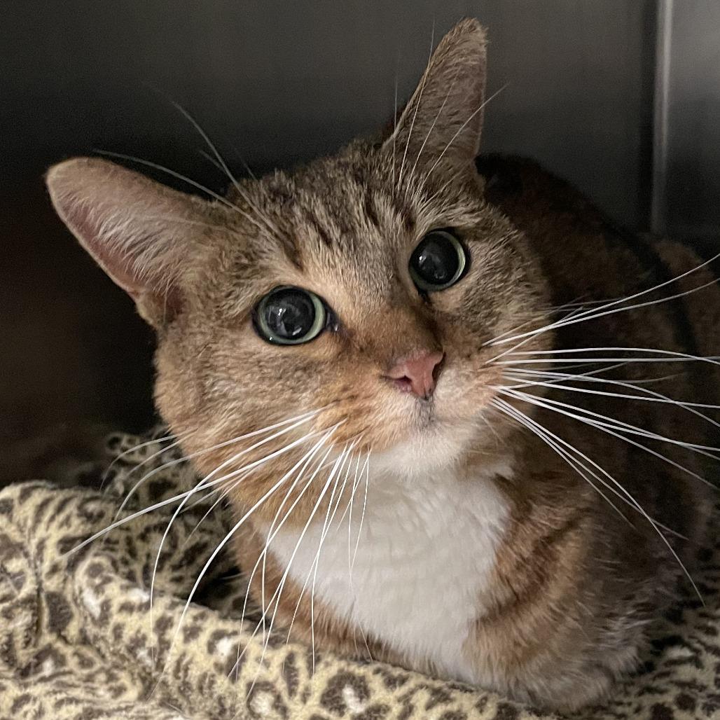 Wisteria, Adoptable, Senior Female Domestic Short Hair.