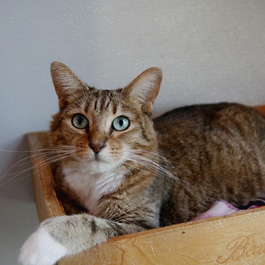 Enlarge Wisteria, a Adoptable Domestic Short Hair in West Des Moines, IA image 2/6