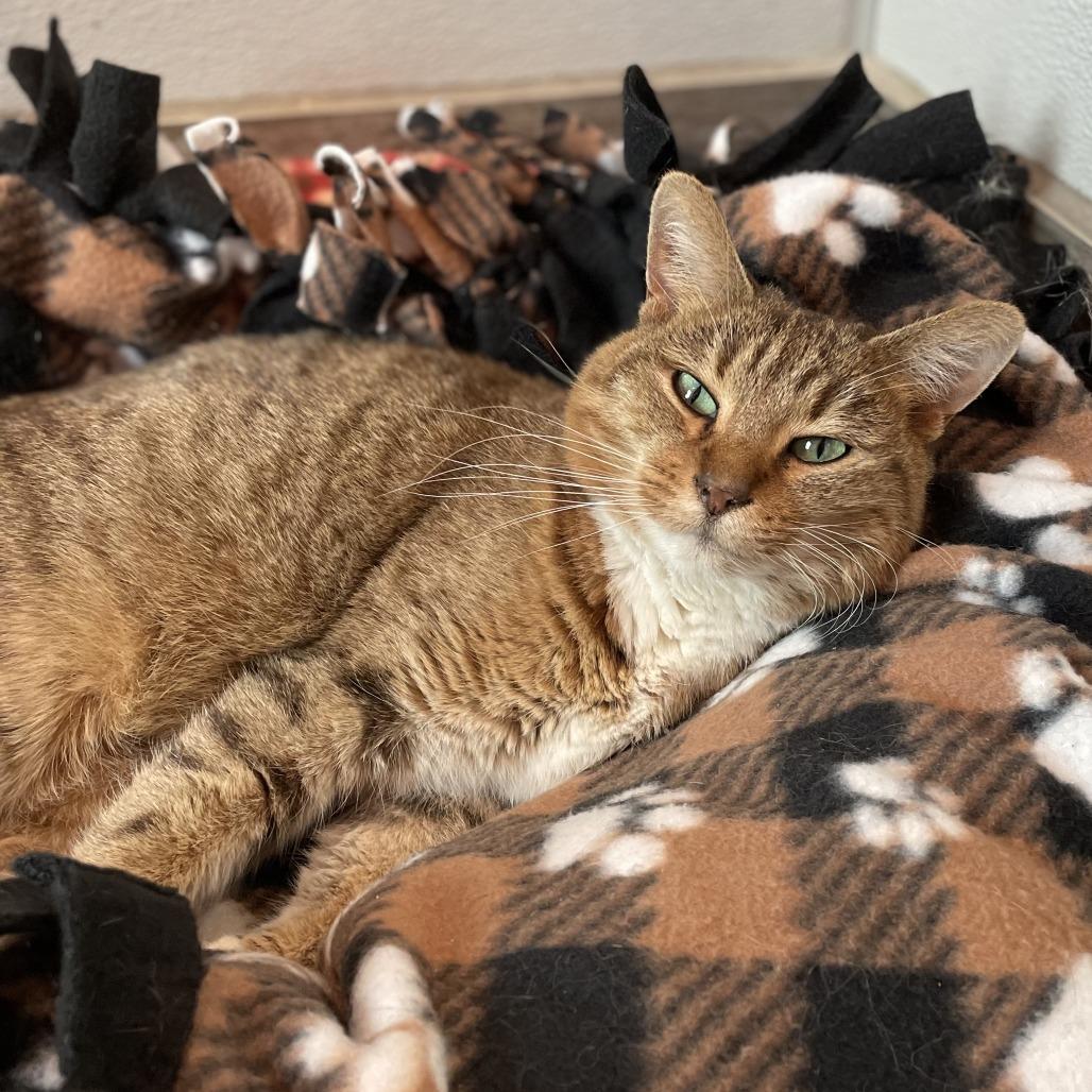 Enlarge Wisteria, a Adoptable Domestic Short Hair in West Des Moines, IA image 3/6