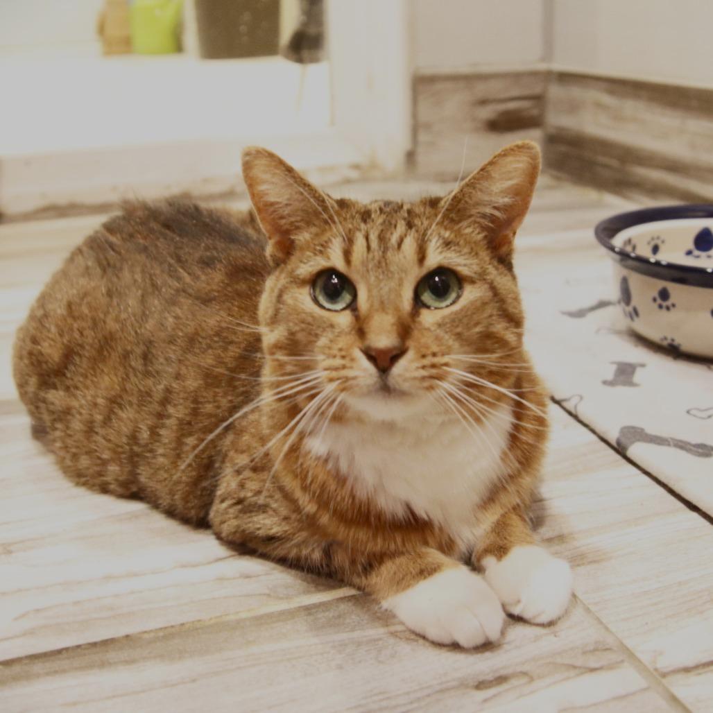 Enlarge Wisteria, a Adoptable Domestic Short Hair in West Des Moines, IA image 4/6