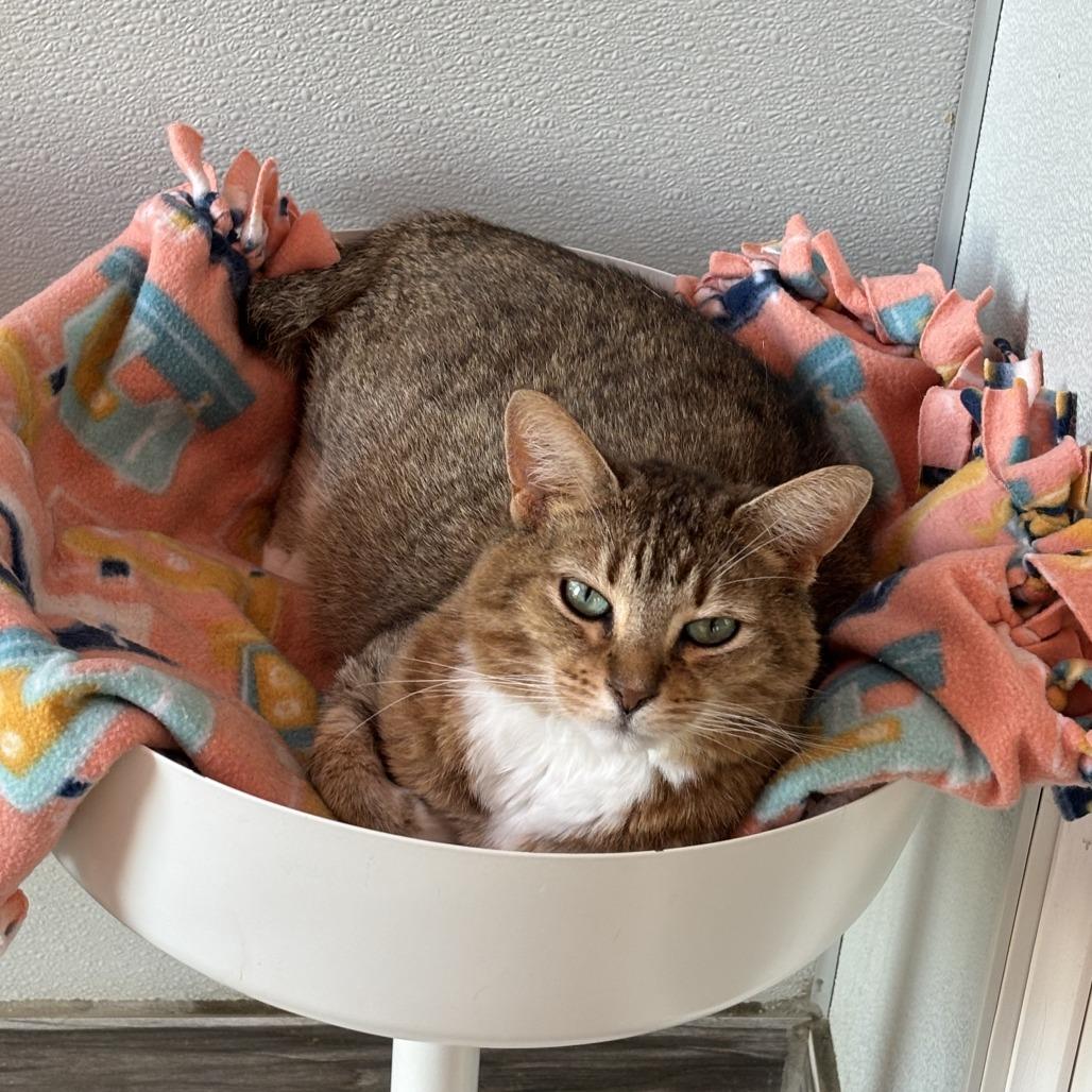 Enlarge Wisteria, a Adoptable Domestic Short Hair in West Des Moines, IA image 5/6