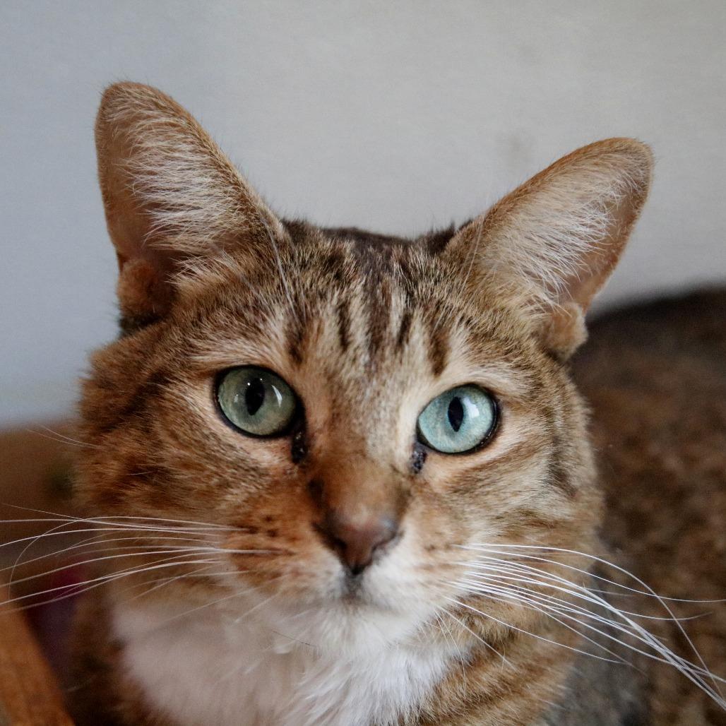 Enlarge Wisteria, a Adoptable Domestic Short Hair in West Des Moines, IA image 6/6