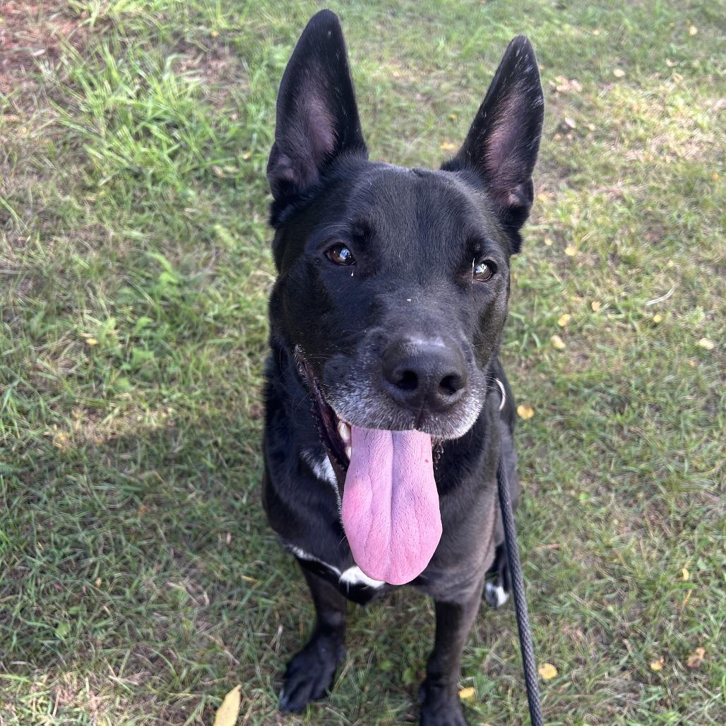 Louie, Adoptable, Adult Male German Shepherd Dog & American Staffordshire Terrier.