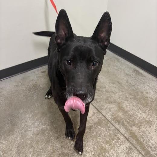 Enlarge Louie, a Adoptable mixed breed in Saint Cloud, MN image 2/6