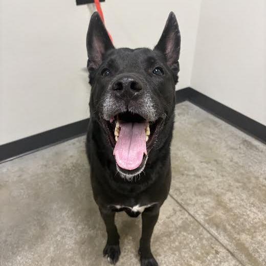 Enlarge Louie, a Adoptable mixed breed in Saint Cloud, MN image 3/6