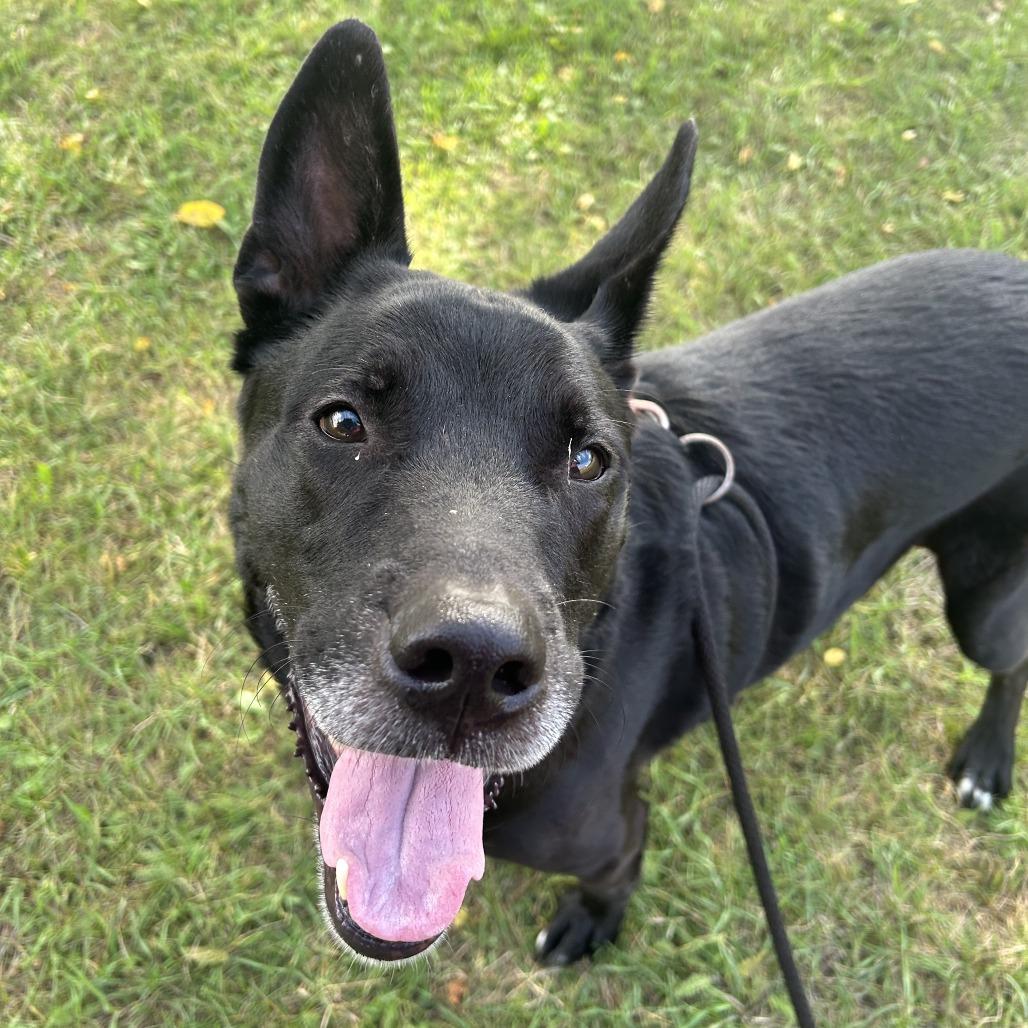 Enlarge Louie, a Adoptable mixed breed in Saint Cloud, MN image 4/6