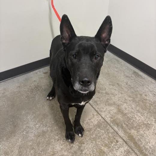 Enlarge Louie, a Adoptable mixed breed in Saint Cloud, MN image 5/6