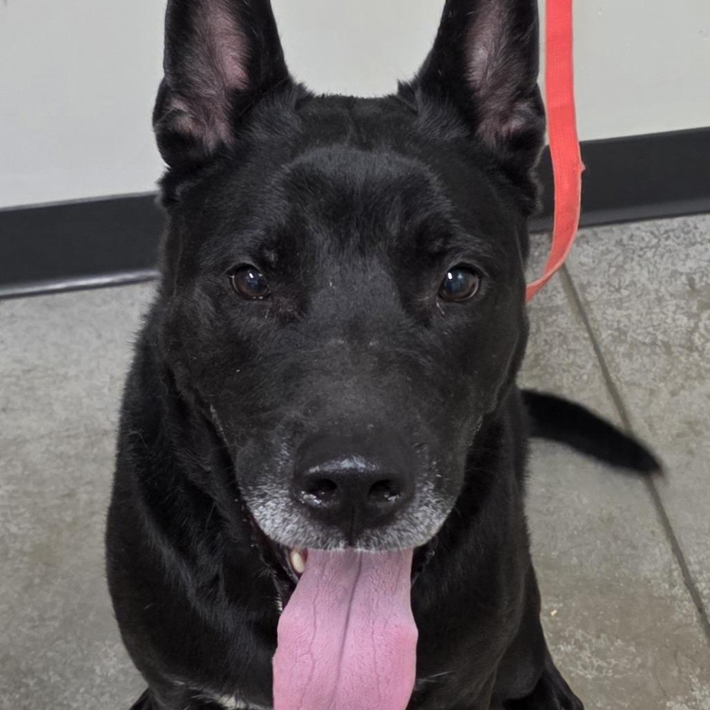 Enlarge Louie, a Adoptable mixed breed in Saint Cloud, MN image 6/6