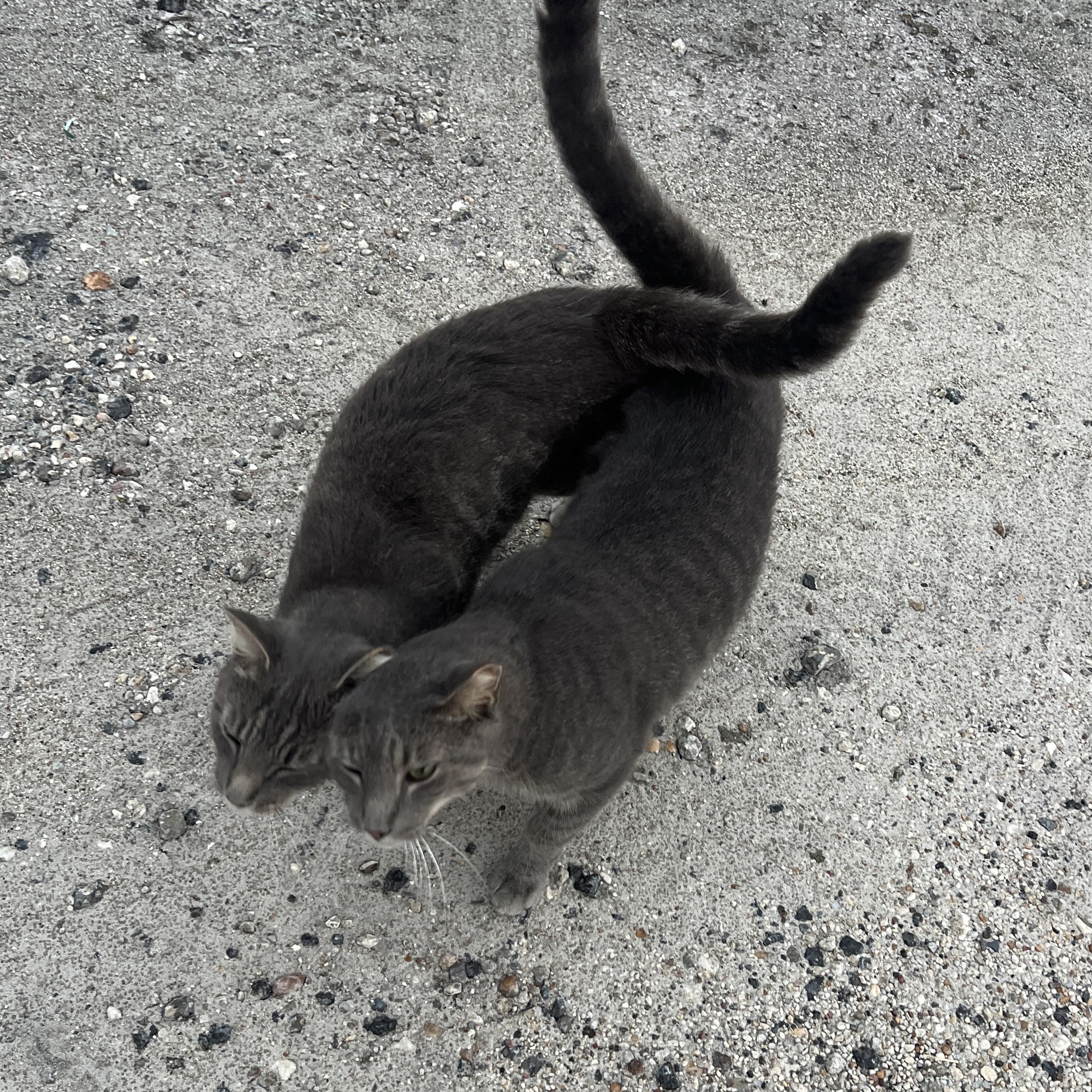 Lloyd & Larry, a Adoptable Domestic Short Hair in Jacksonville, FL image 5/6