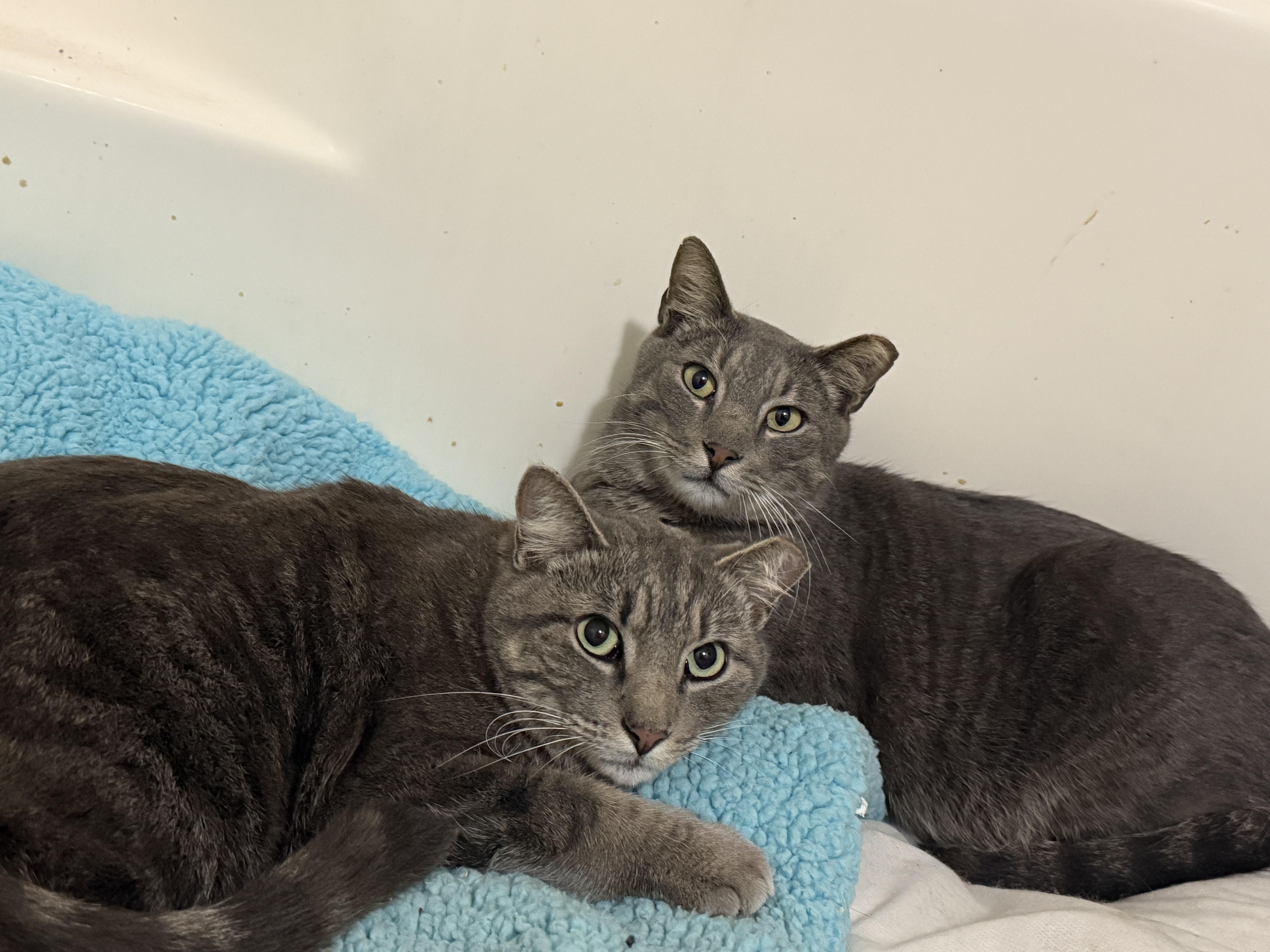 Lloyd & Larry, a Adoptable Domestic Short Hair in Jacksonville, FL image 3/6