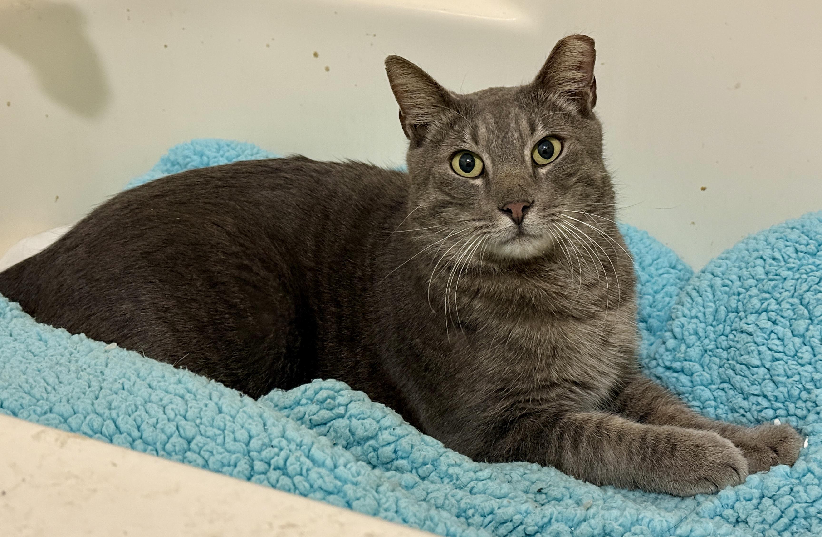 Lloyd & Larry, a Adoptable Domestic Short Hair in Jacksonville, FL image 6/6