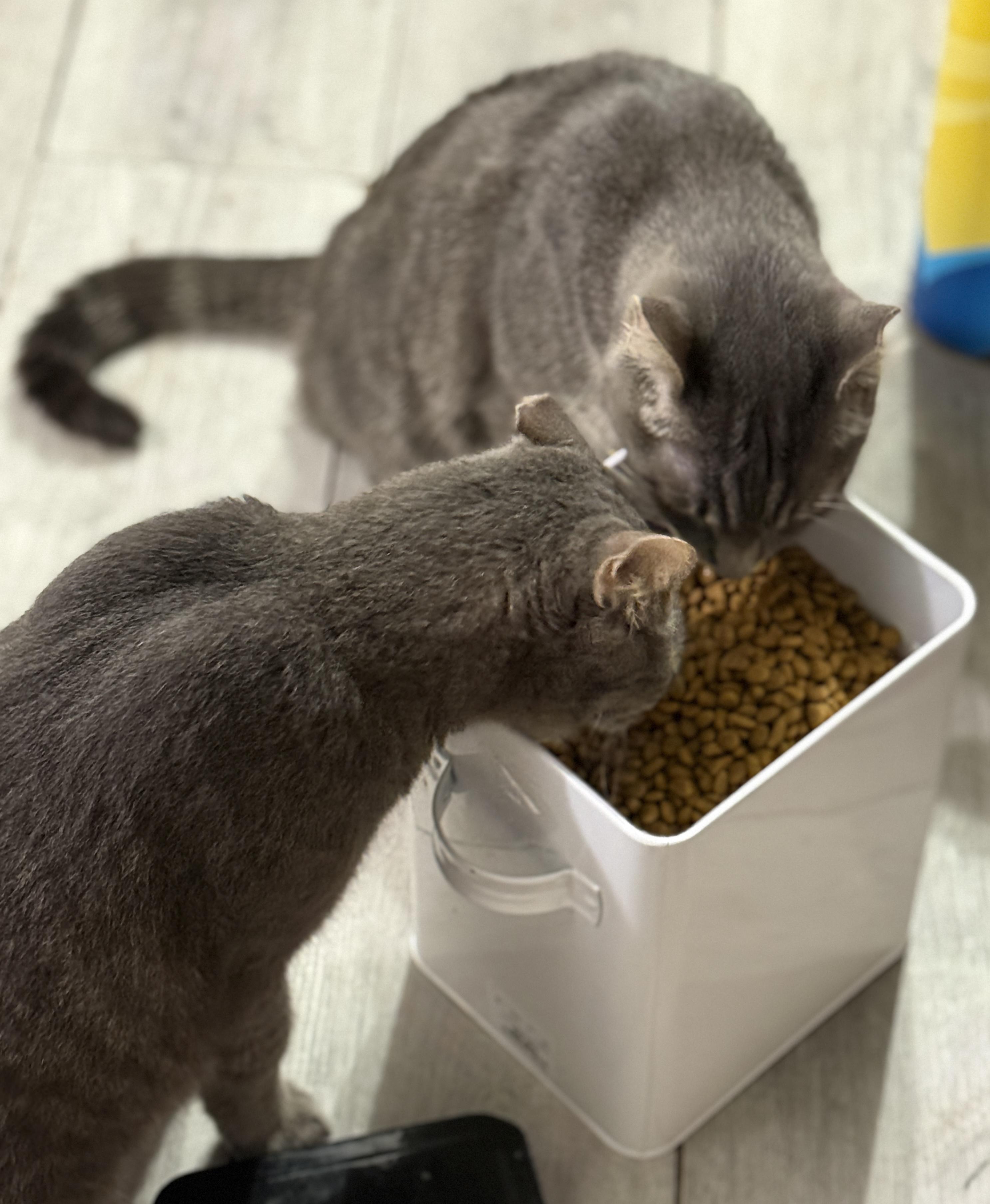 Lloyd & Larry, a Adoptable Domestic Short Hair in Jacksonville, FL image 4/6