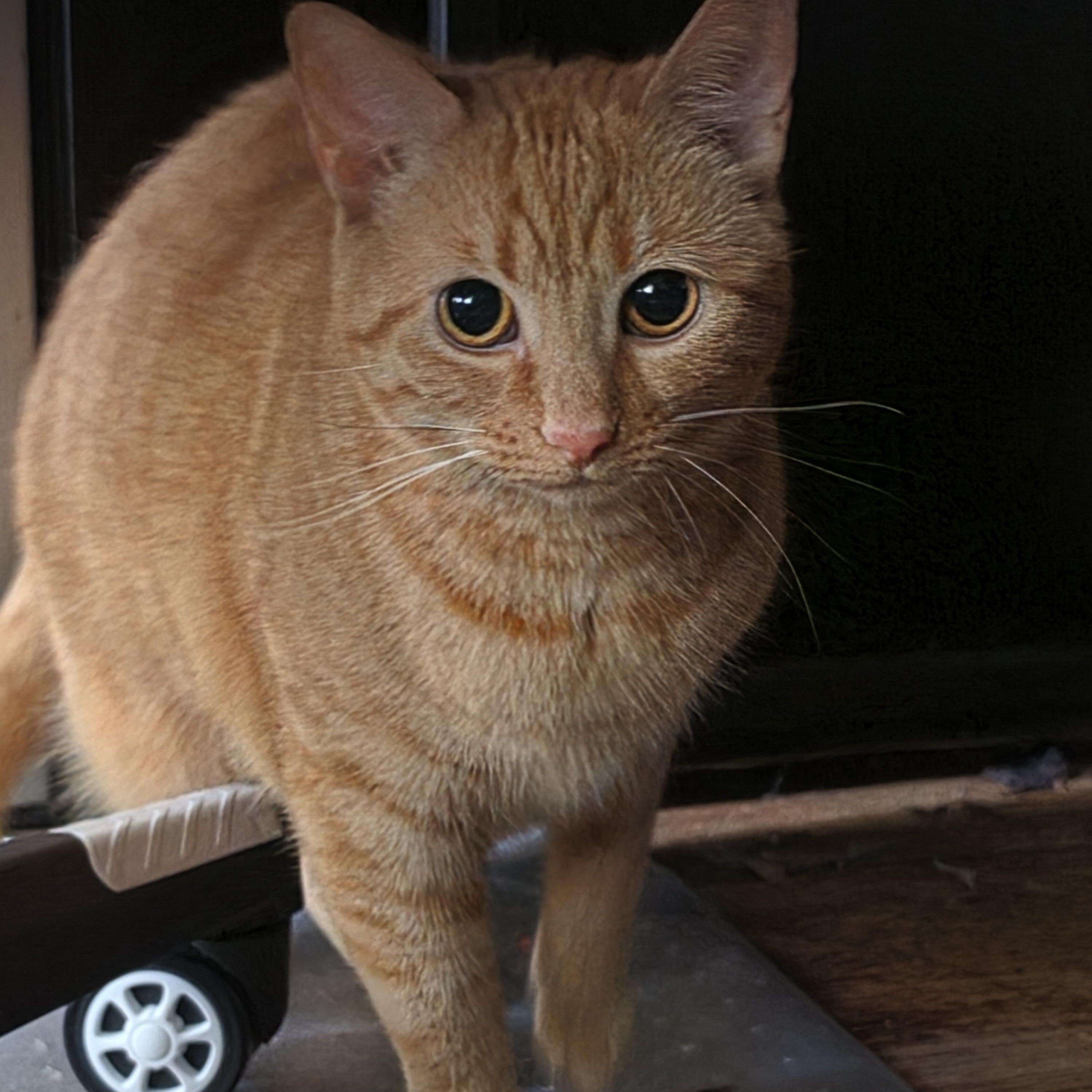 Enlarge Courtesy Listing- Baki & Goober, a ADOPTABLE Domestic Short Hair in Carthage, NC image 4/5