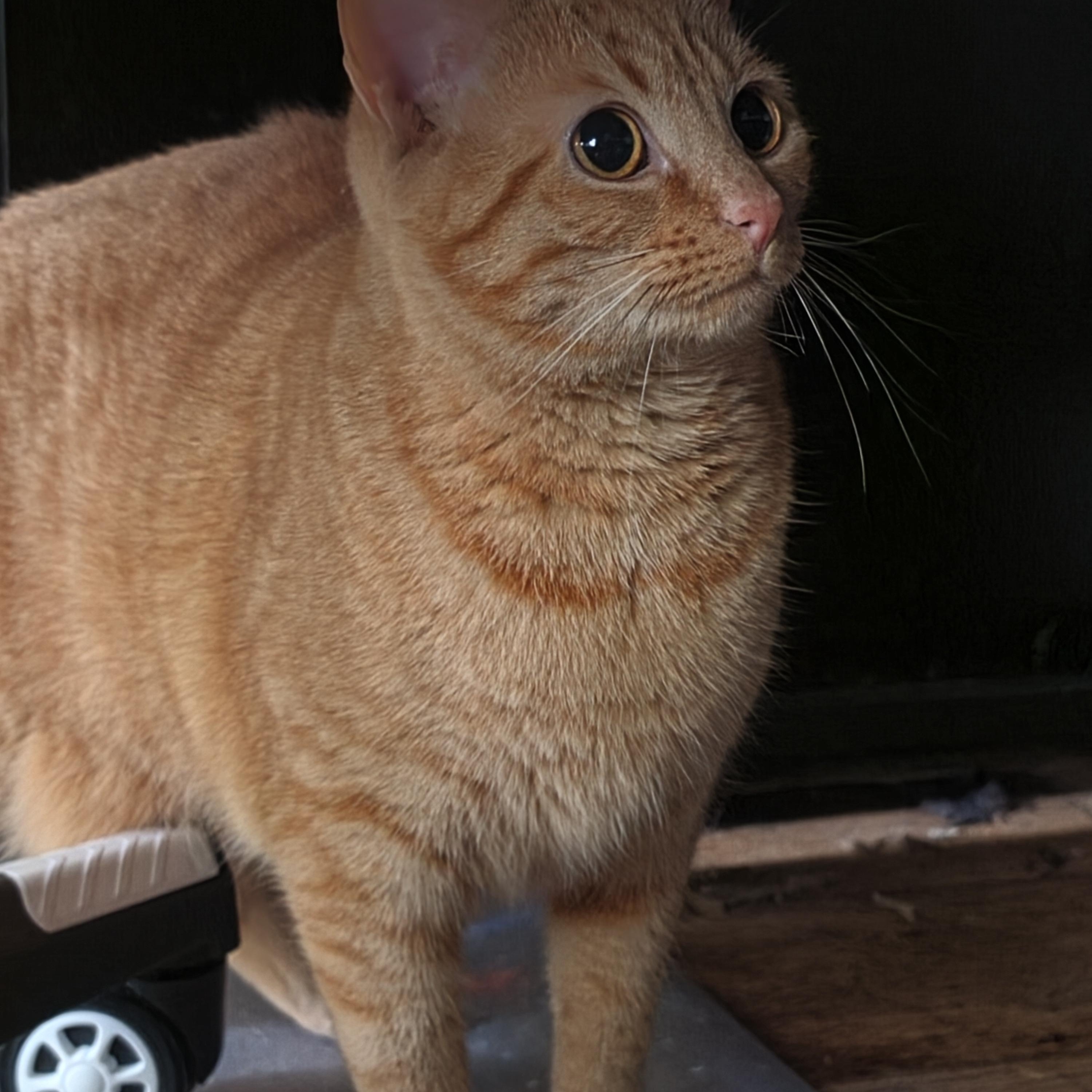 Enlarge Courtesy Listing- Baki & Goober, a ADOPTABLE Domestic Short Hair in Carthage, NC image 2/5