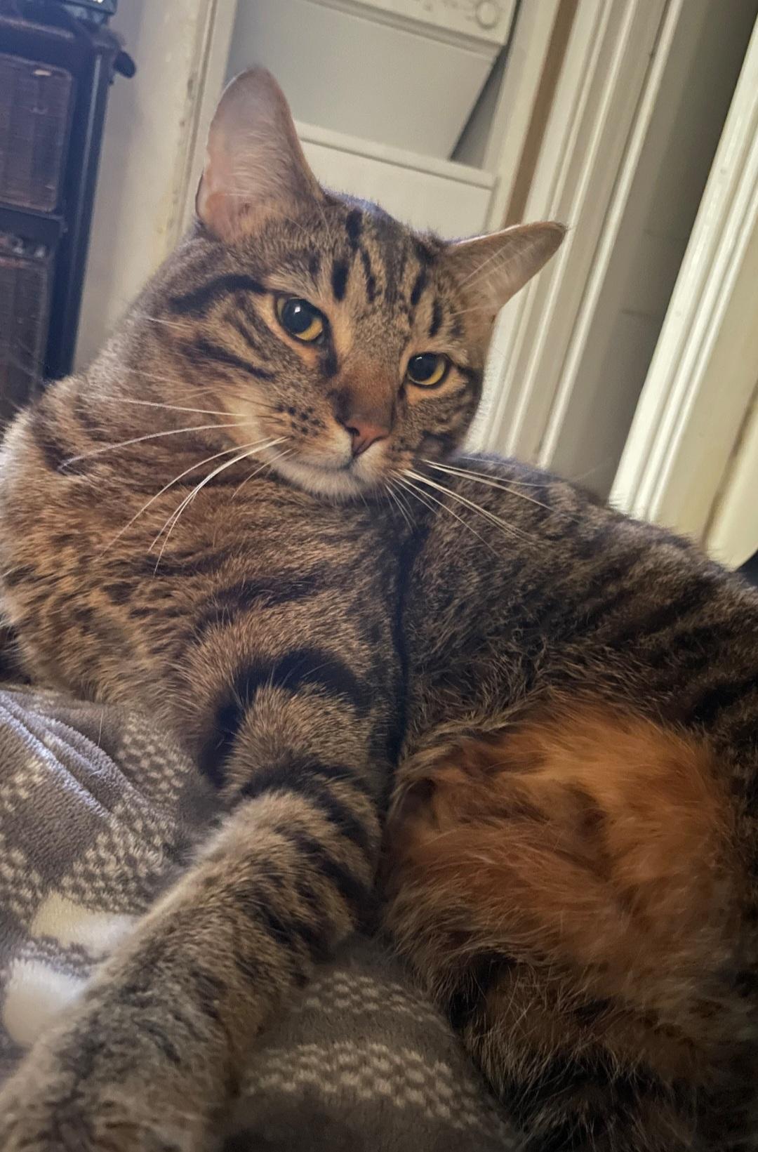 Enlarge Courtesy Listing- Baki & Goober, a ADOPTABLE Domestic Short Hair in Carthage, NC image 1/5