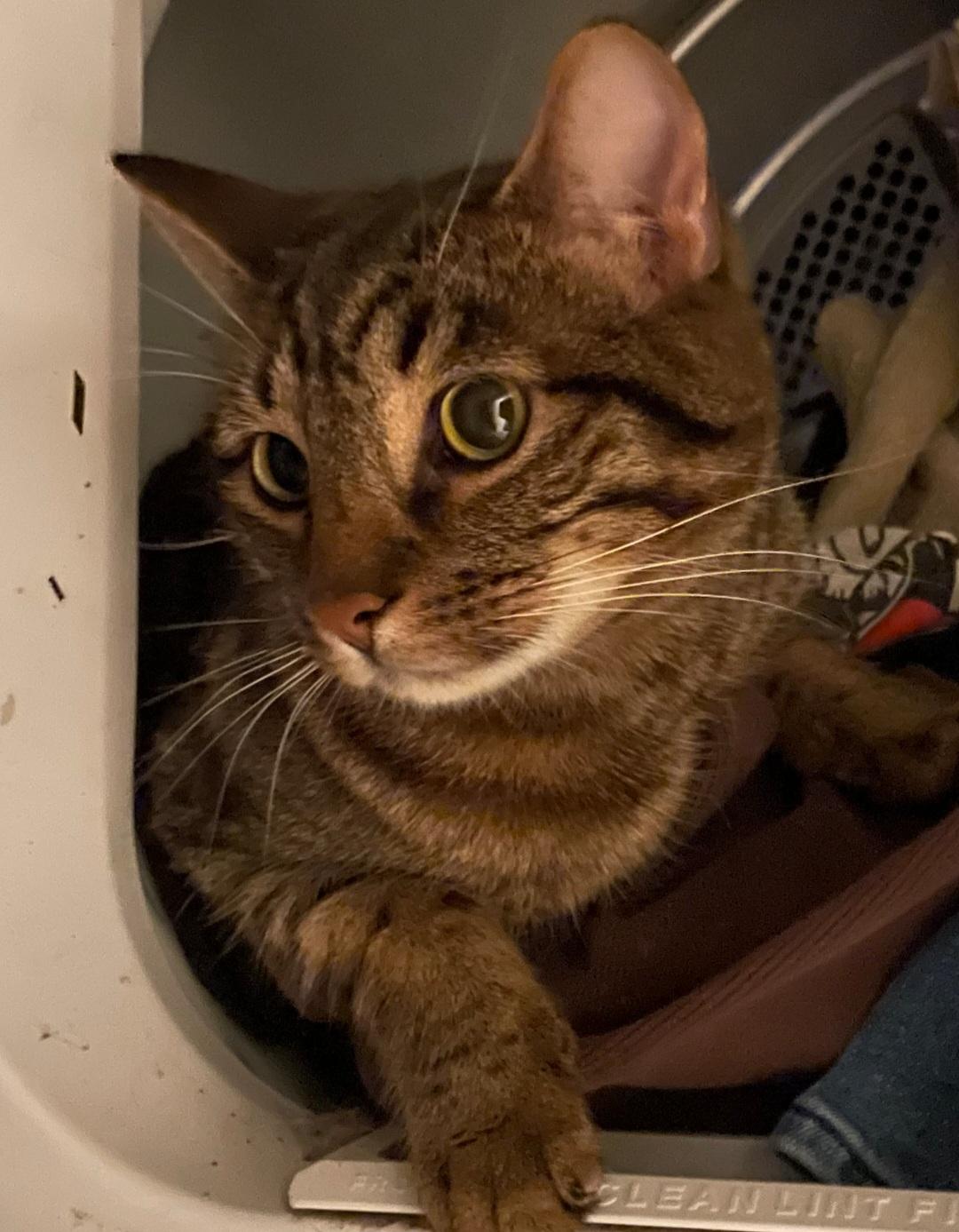 Enlarge Courtesy Listing- Baki & Goober, a ADOPTABLE Domestic Short Hair in Carthage, NC image 5/5