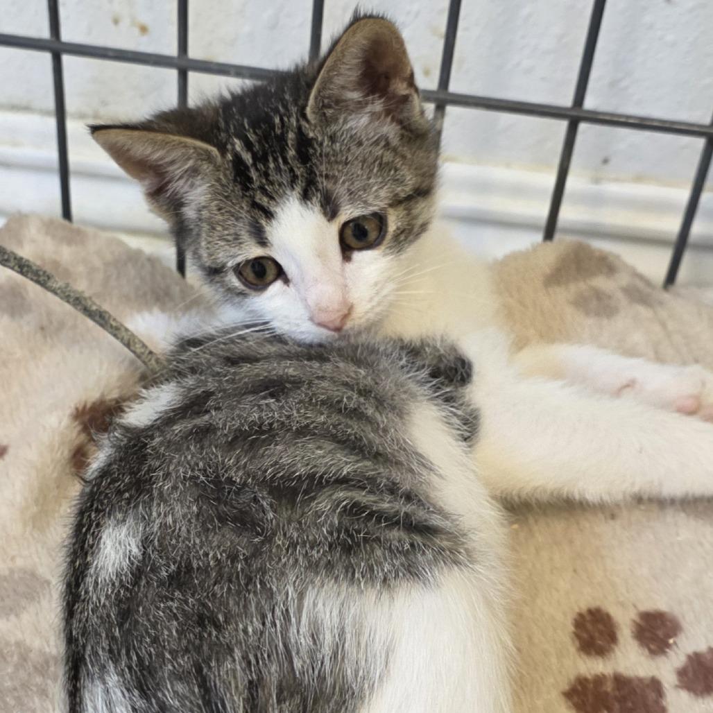 Martha, adopted, Kitten Female Domestic Short Hair.
