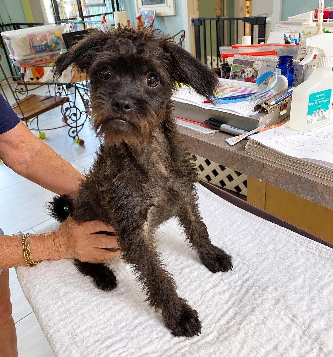 Bobble (NOT YET AVAILABLE), Adoptable, Young Male Pug & Poodle.