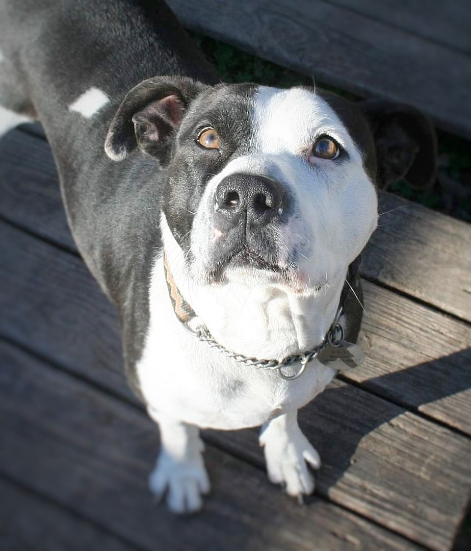 Enlarge Gooch, an adopted mixed breed in Houma, LA image 1/2