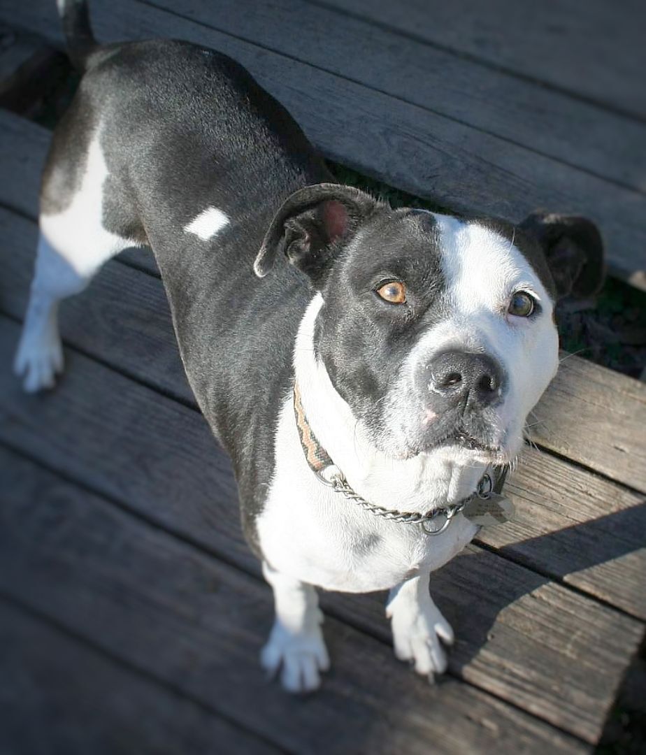 Enlarge Gooch, an adopted mixed breed in Houma, LA image 2/2