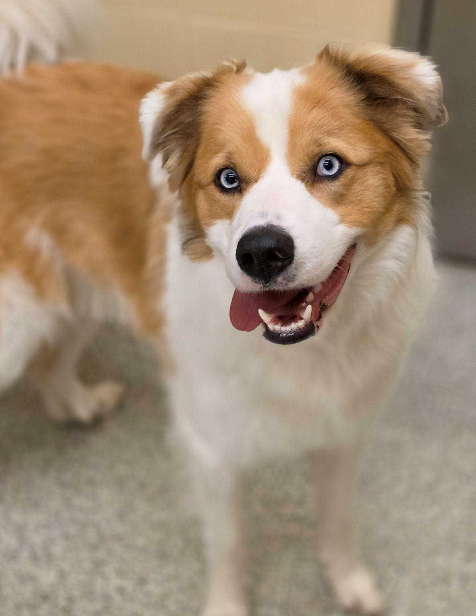 Rocky, ADOPTABLE, Young Male Australian Shepherd.