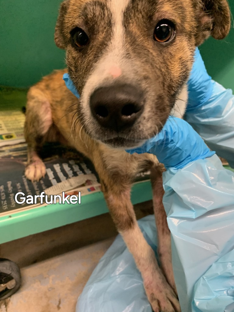 Garfunkel, Baby Male Mountain Cur