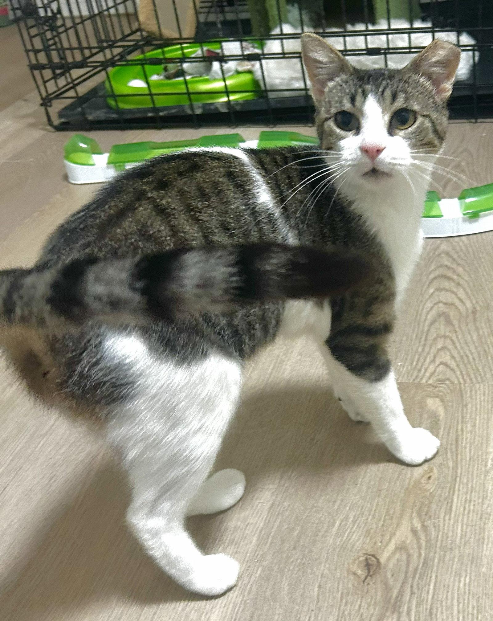 Enlarge Opal, a Adopted Domestic Short Hair in Shawnee, KS image 1/3