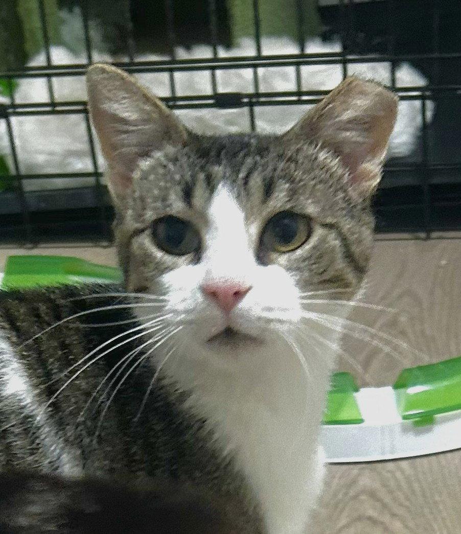 Enlarge Opal, a Adopted Domestic Short Hair in Shawnee, KS image 2/3