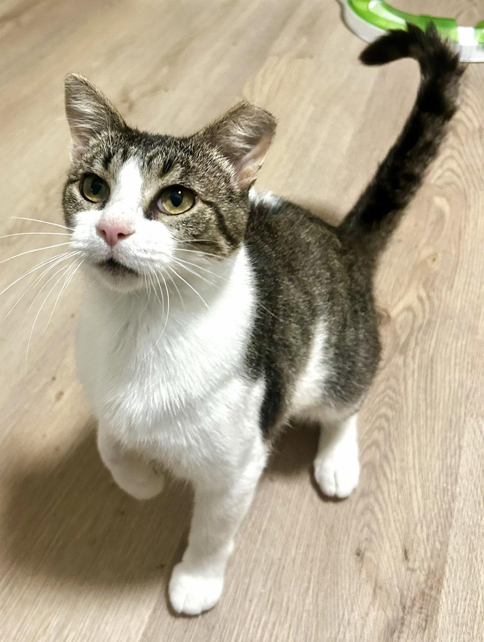 Enlarge Opal, a Adopted Domestic Short Hair in Shawnee, KS image 3/3