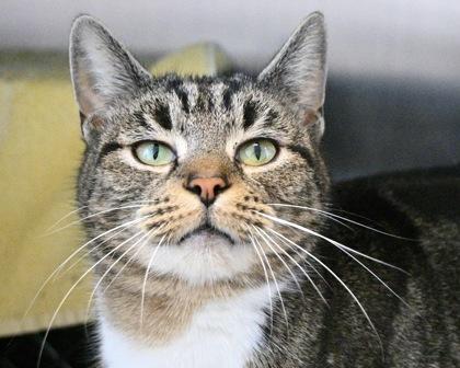 Purris Hilton, Adoptable, Adult Female Domestic Short Hair.