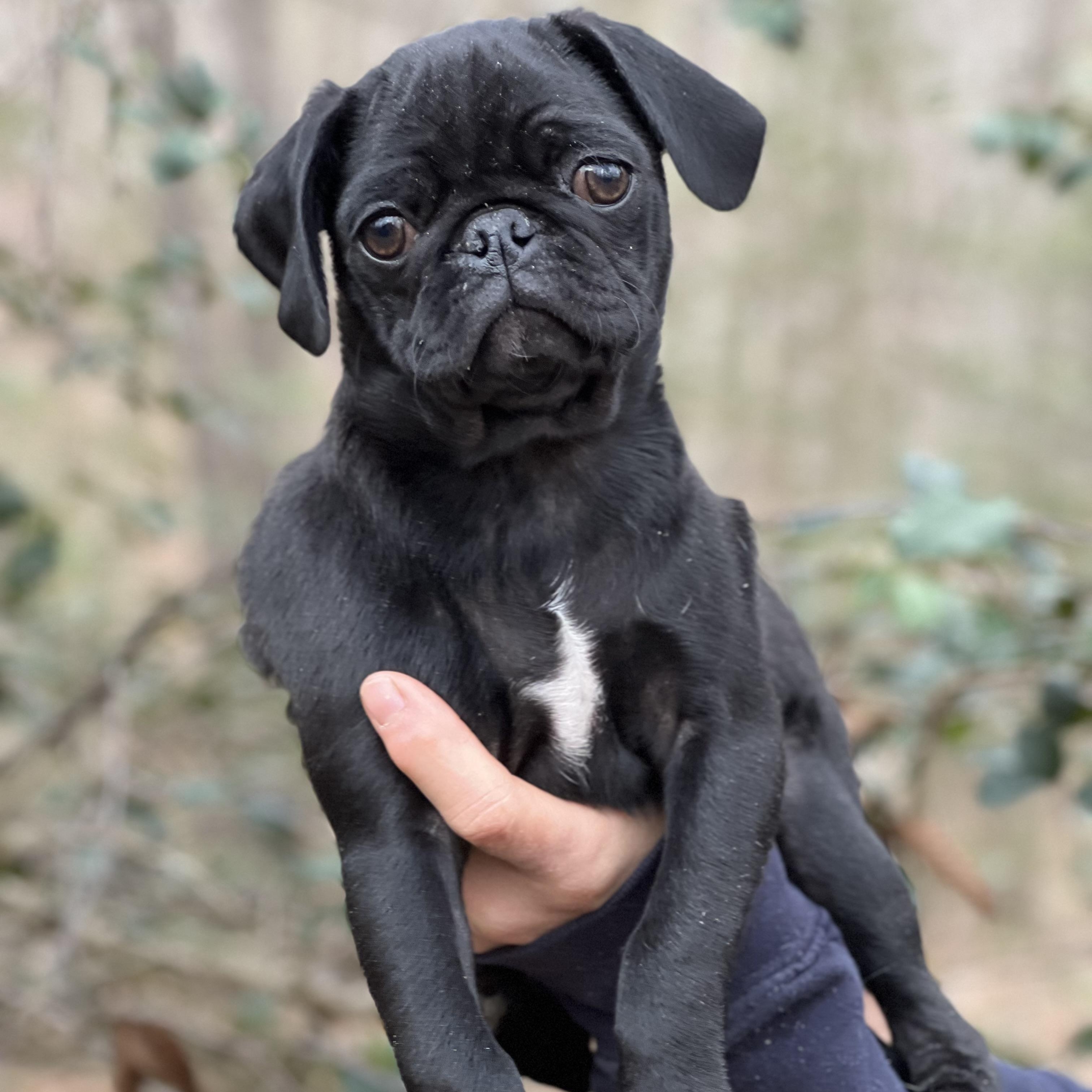 Enlarge Lucky Charm, an adopted Pug in Hughesville, MD image 1/1