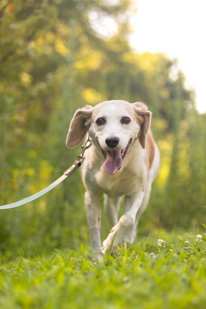 Delphi, Adoptable, Senior Female Hound.