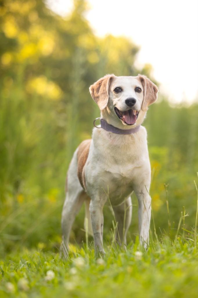 Enlarge Delphi, a Adoptable mixed breed in Raleigh, NC image 2/6