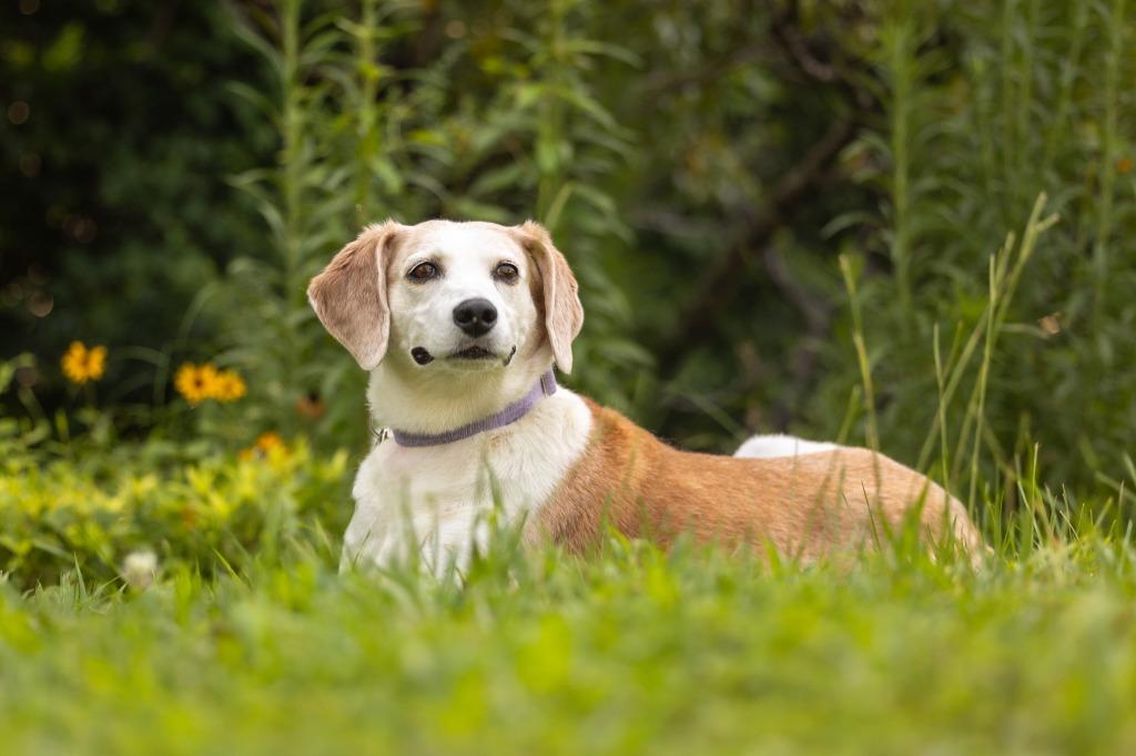 Enlarge Delphi, a Adoptable mixed breed in Raleigh, NC image 4/6