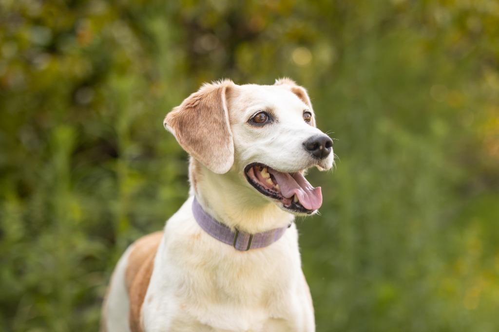 Enlarge Delphi, a Adoptable mixed breed in Raleigh, NC image 5/6