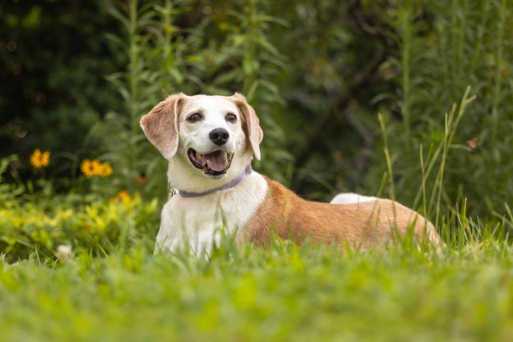 Enlarge Delphi, a Adoptable mixed breed in Raleigh, NC image 6/6