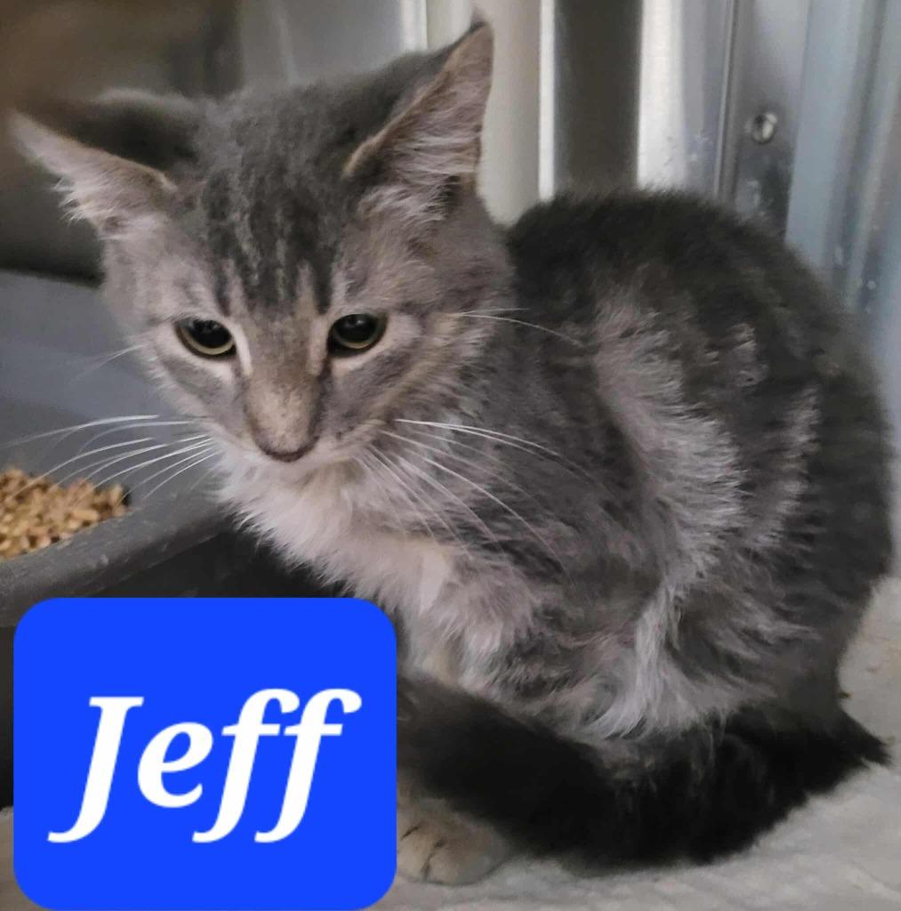 Jeff, a Adoptable mixed breed in Republic, MO image 2/2