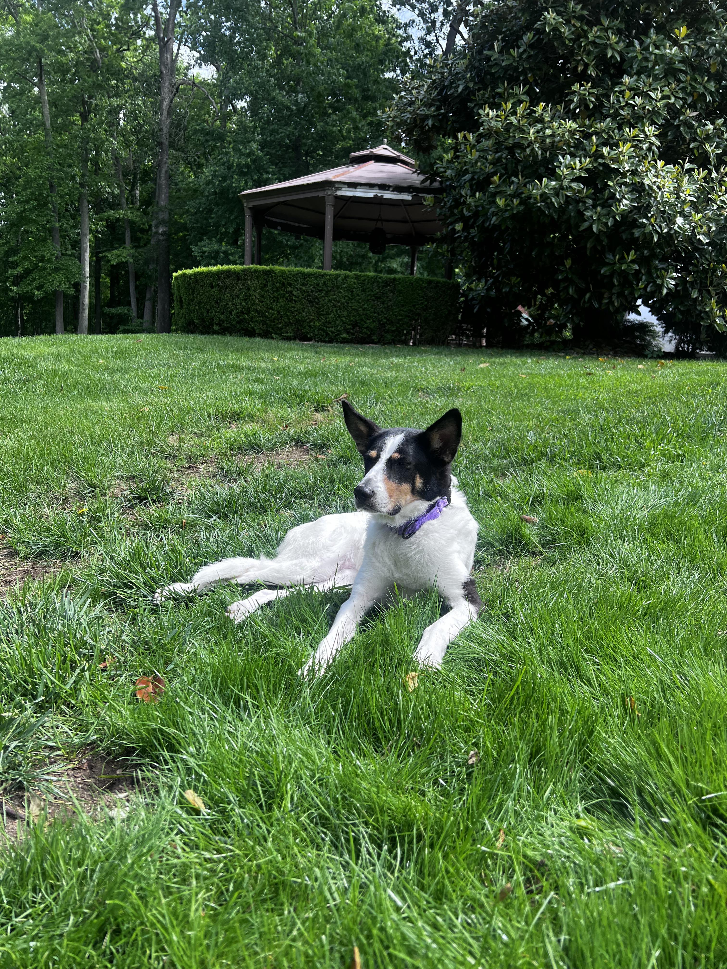 Enlarge PIKA, a Adopted mixed breed in Hawley, PA image 4/6