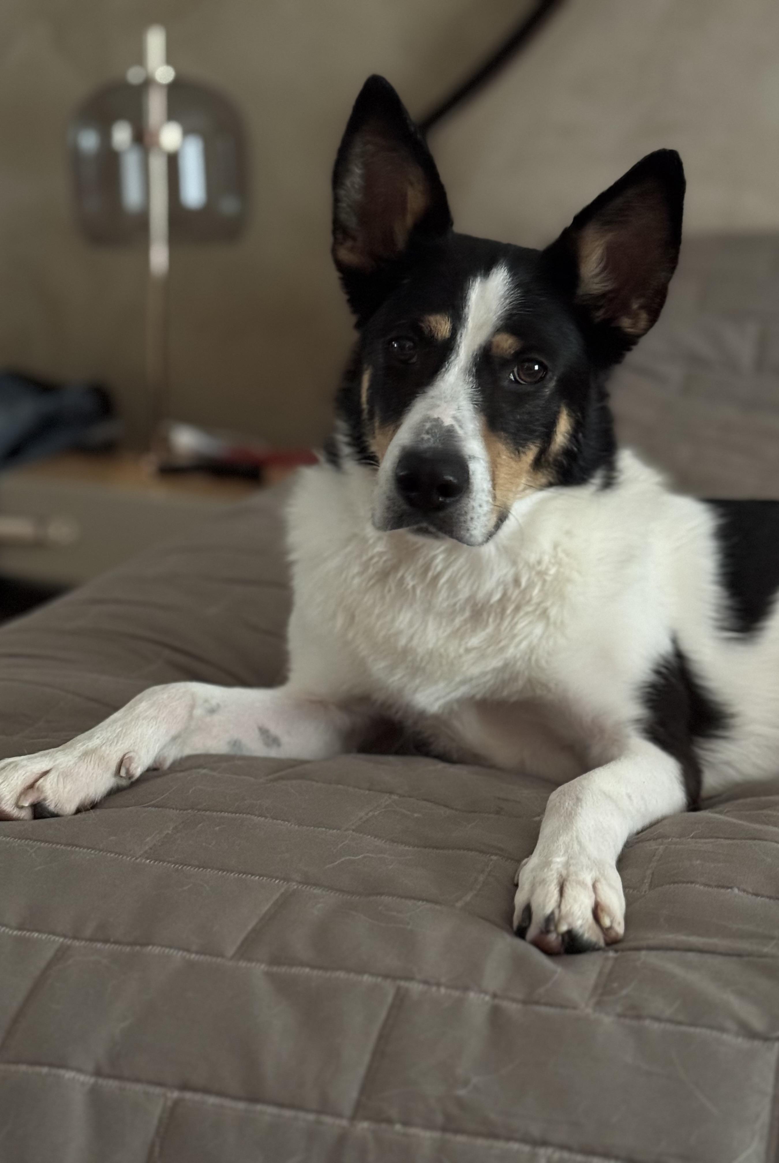 PIKA, Adopted, Young Female Border Collie & Rat Terrier.